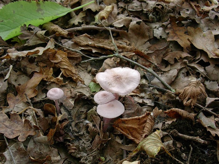 823 Ottobre vecchio ritrovamento